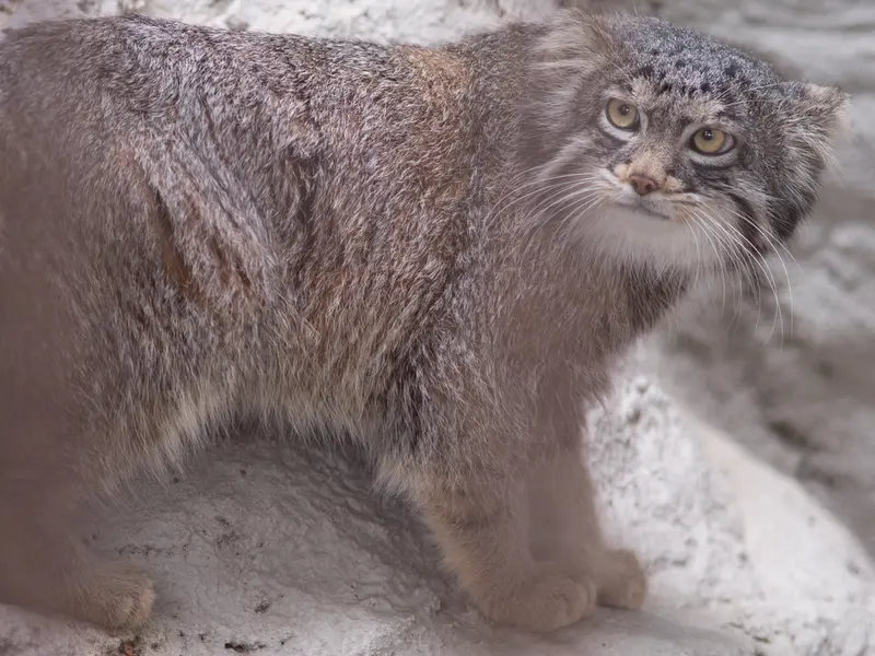 A photograph of Figa in Nogeyama Zoo