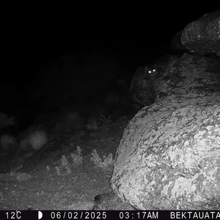 A photograph of Otocolobus manul manul from Bektauata 2 camera trap