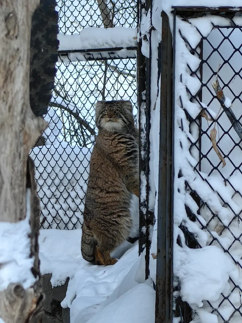 A photograph of Achi in Novosibirsk Zoo