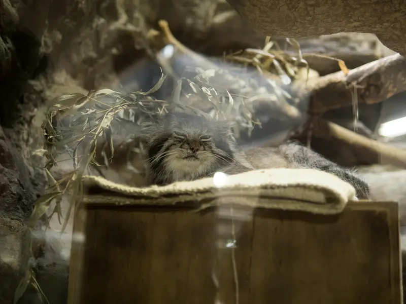 A photograph of Klyon in Ueno Zoological Gardens