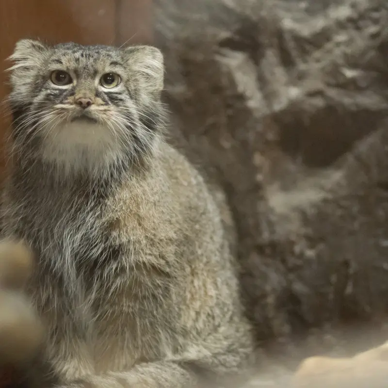A photograph of Shafran in Ueno Zoological Gardens