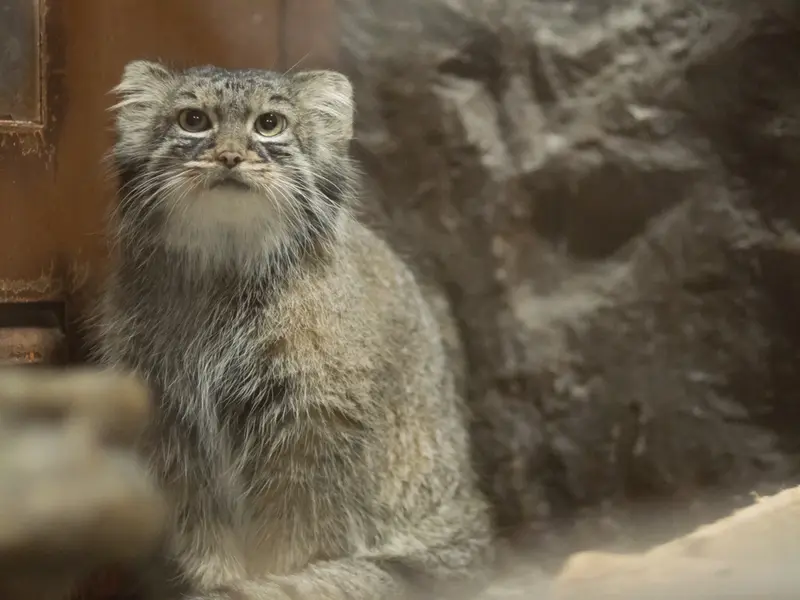 A photograph of Shafran in Ueno Zoological Gardens