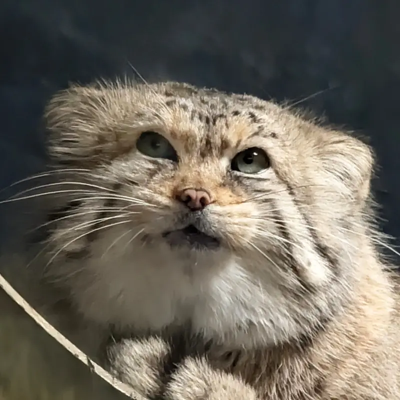 Norbu the Pallas's cat from Mill Mountain Zoo
