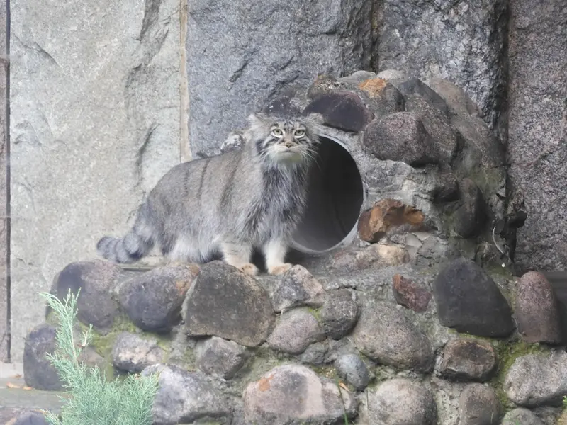 A photograph of a Pallas's cat