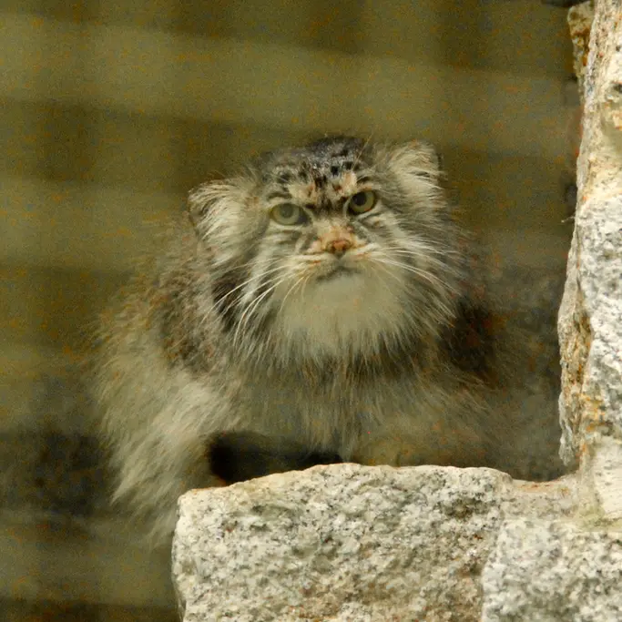 A photograph of Bob in Chemnitz Zoo