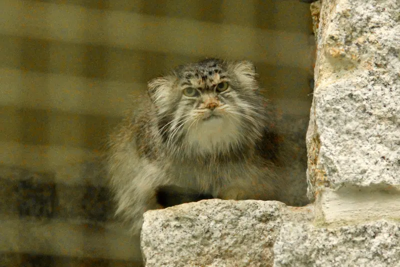 A photograph of Bob in Chemnitz Zoo
