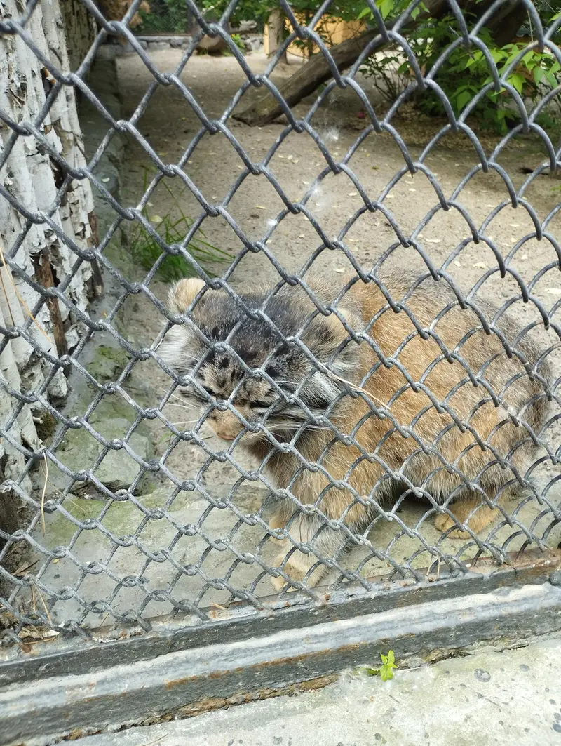 A photograph of a Pallas's cat in Novosibirsk Zoo