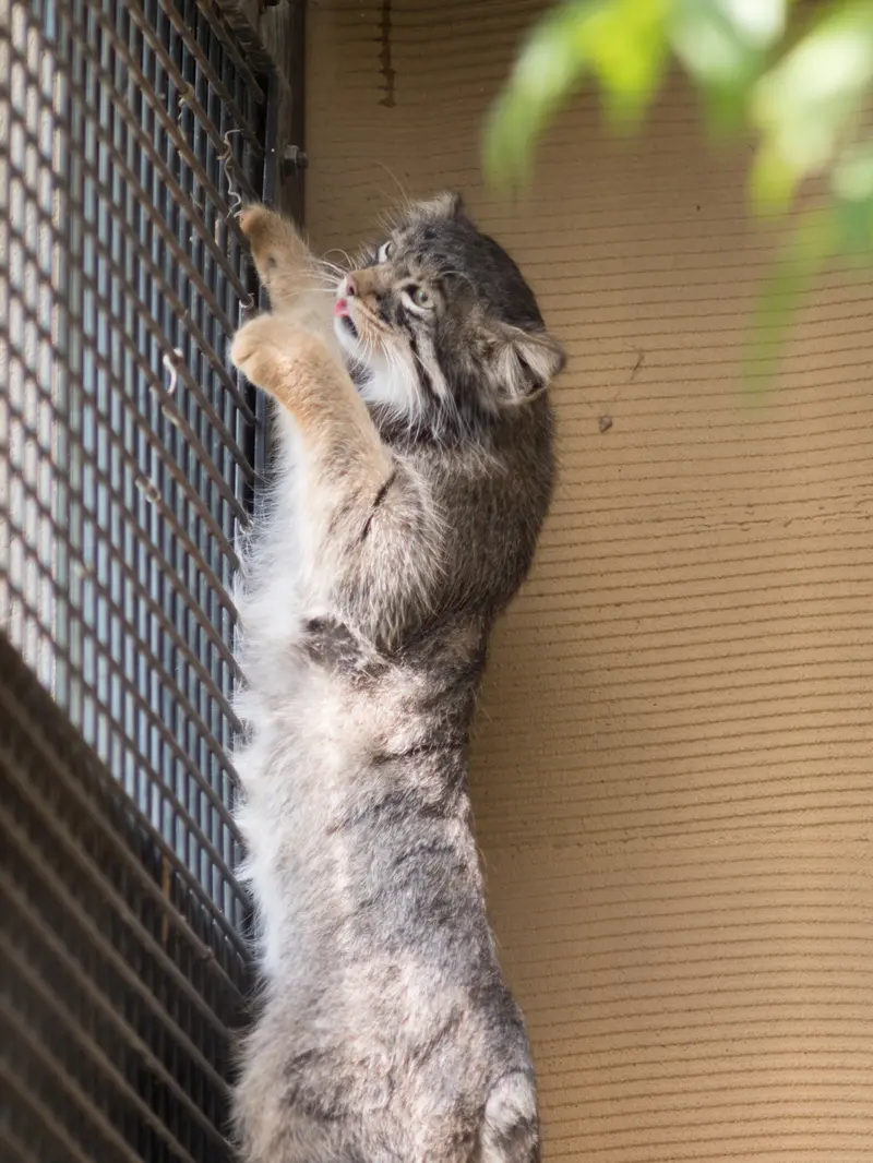 A photograph of Hide in Asahiyama Zoo