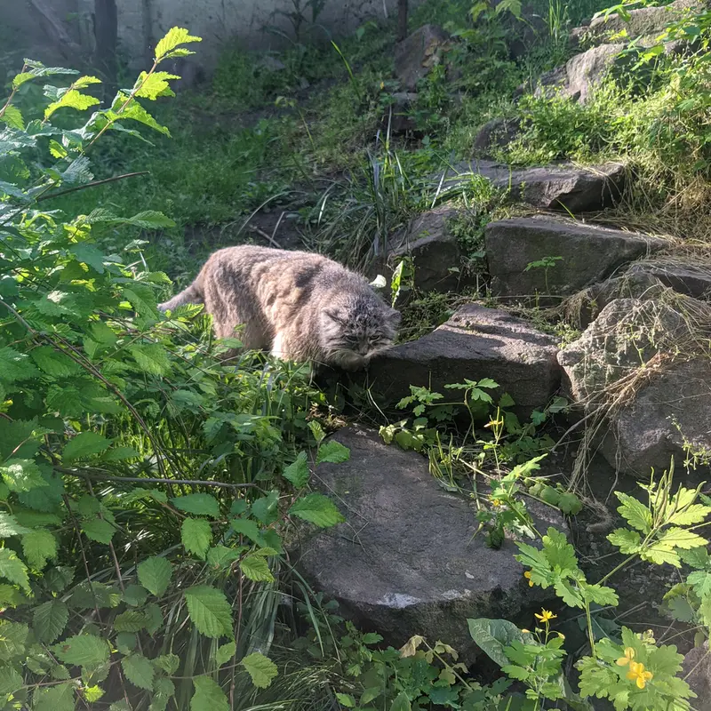 A photograph of Bohus in Budapest Zoo &amp; Botanical Garden