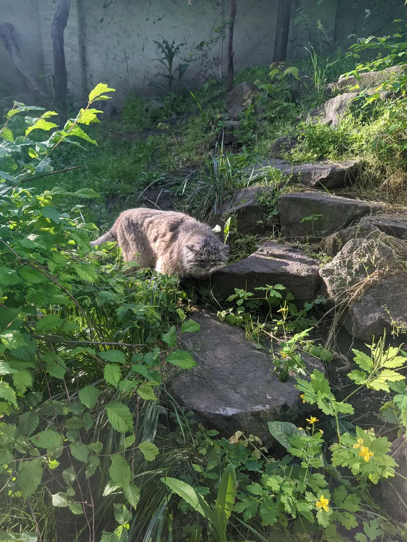 A photograph of Bohus in Budapest Zoo &amp; Botanical Garden