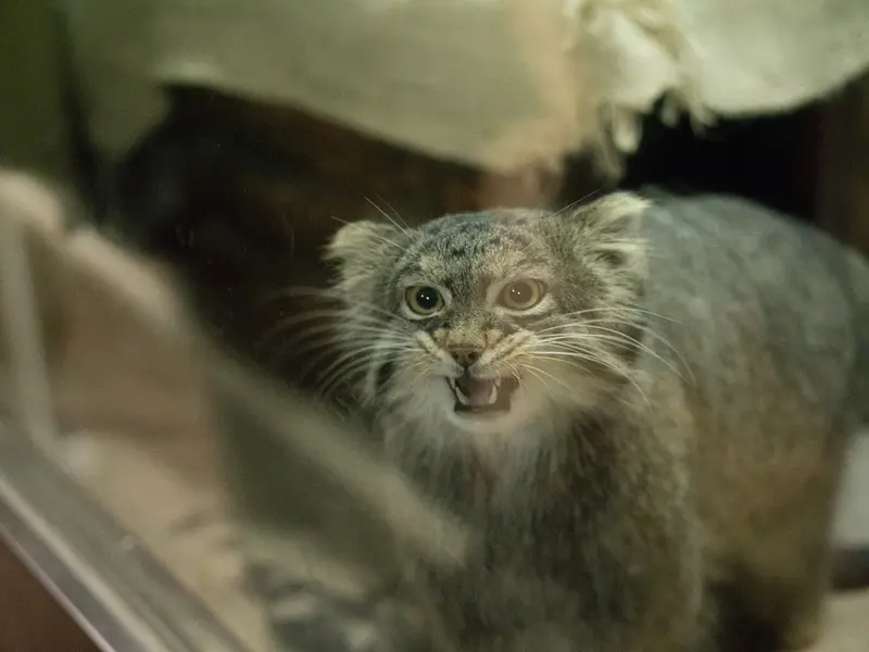 A photograph of a Pallas's cat