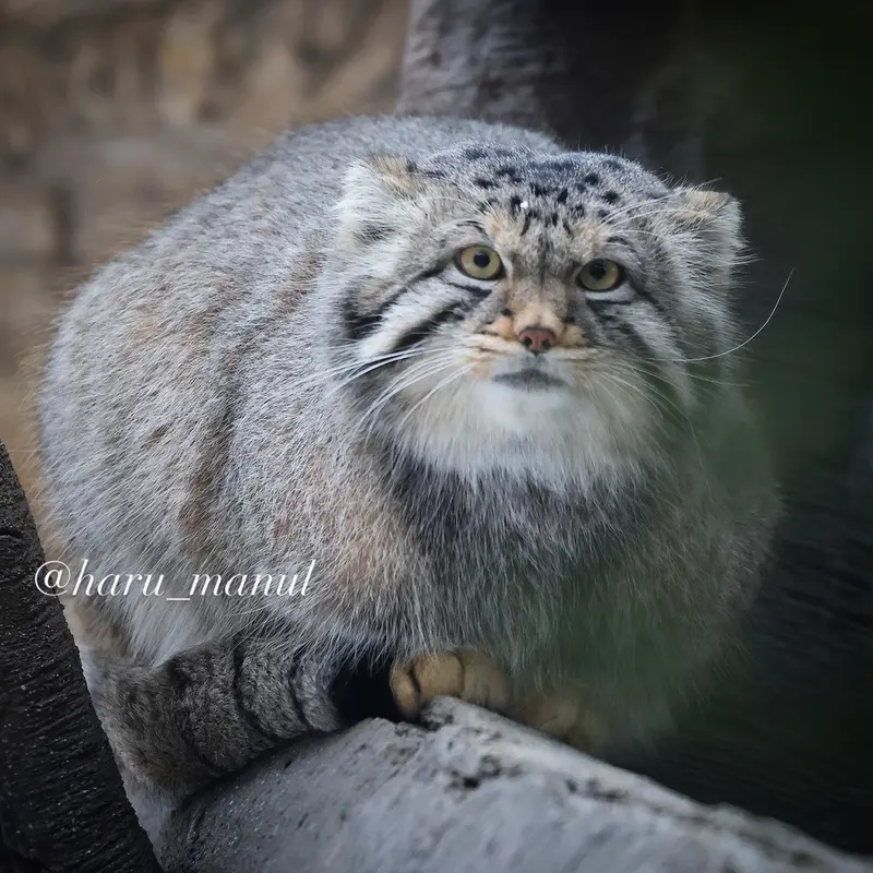 A photograph of a Pallas's cat in Nasu Animal Kingdom