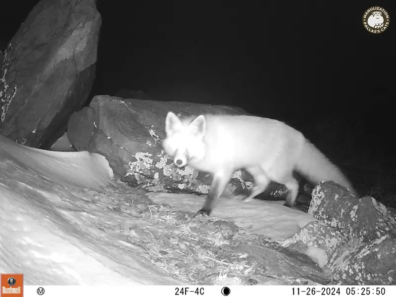 A photograph of Red fox from Koshkar camera trap