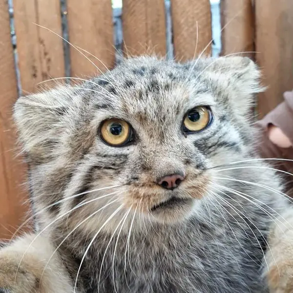 Yeke the Pallas's cat from Bouillon Animal Park