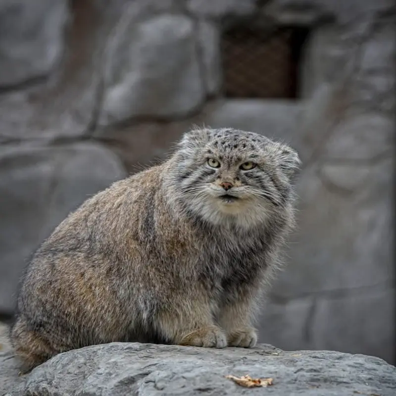 A photograph of Olaf in Calgary Zoo / Wilder Institute