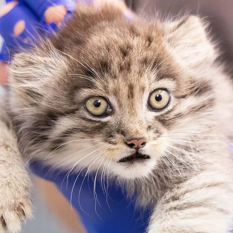 Son of Mimi b.2026 the Pallas's cat from Korkeasaari Zoo