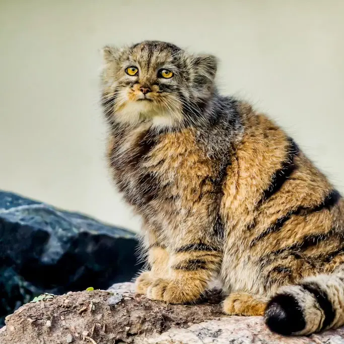 A photograph of Prinsessa in Prague Zoo