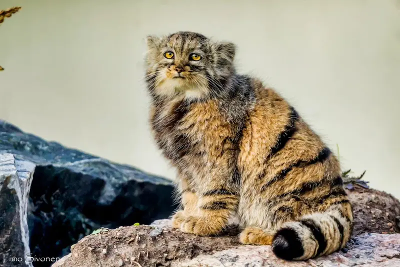 A photograph of Prinsessa in Prague Zoo