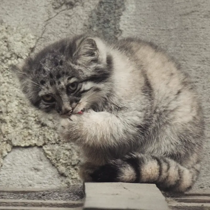 A photograph of Boris Ⅱ in Budapest Zoo & Botanical Garden