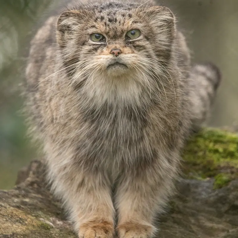 A photograph of Jochi in Howletts Wild Animal Park