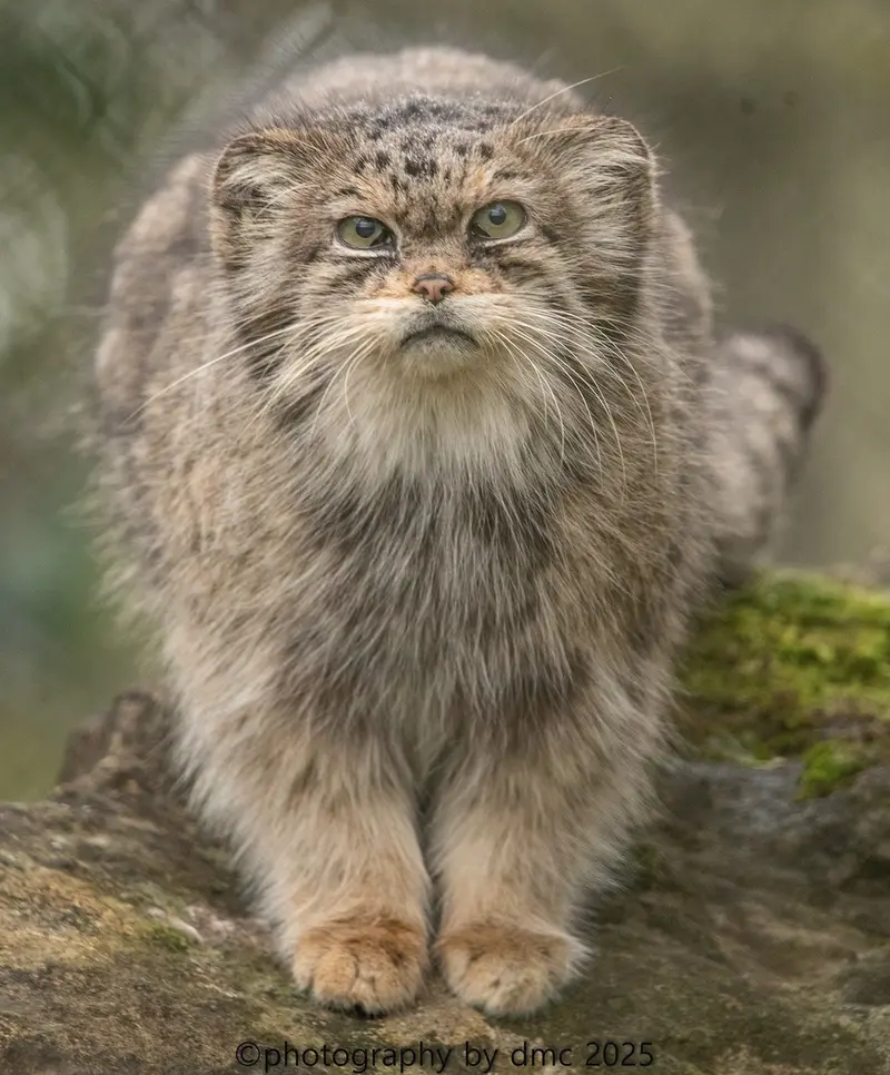 A photograph of Jochi in Howletts Wild Animal Park