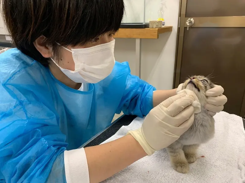 A photograph of a Pallas's cat