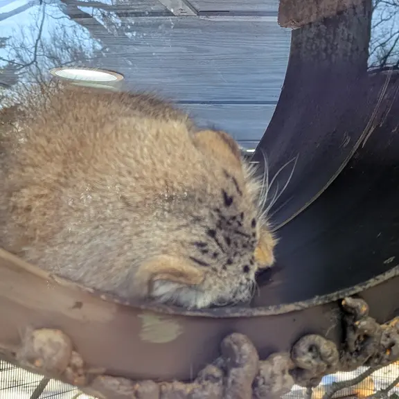 A photograph of Norbu in Mill Mountain Zoo