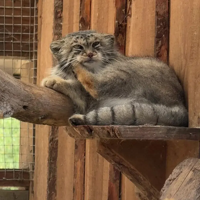 A photograph of a Pallas's cat in Tallinn Zoo