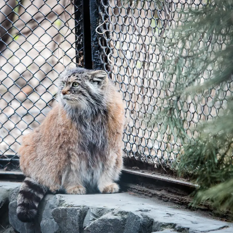 A photograph of Lastochka in Novosibirsk Zoo