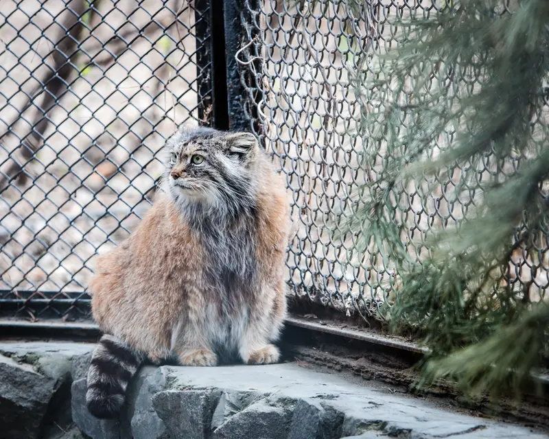 A photograph of Lastochka in Novosibirsk Zoo
