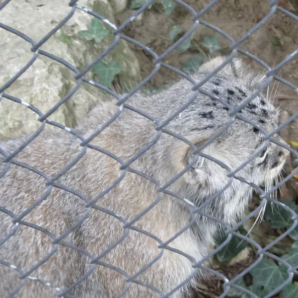 A photograph of Oural in Mulhouse Zoological and Botanical Park