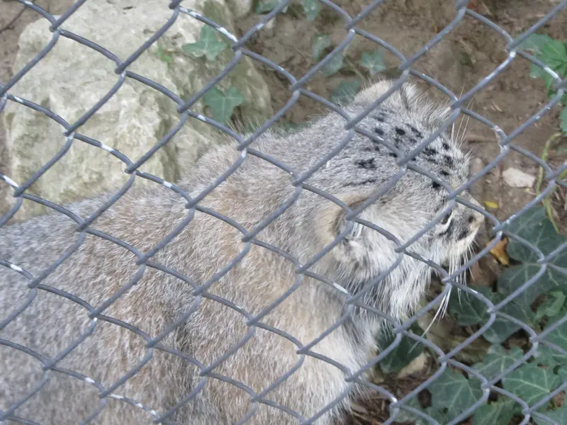 A photograph of Oural in Mulhouse Zoological and Botanical Park