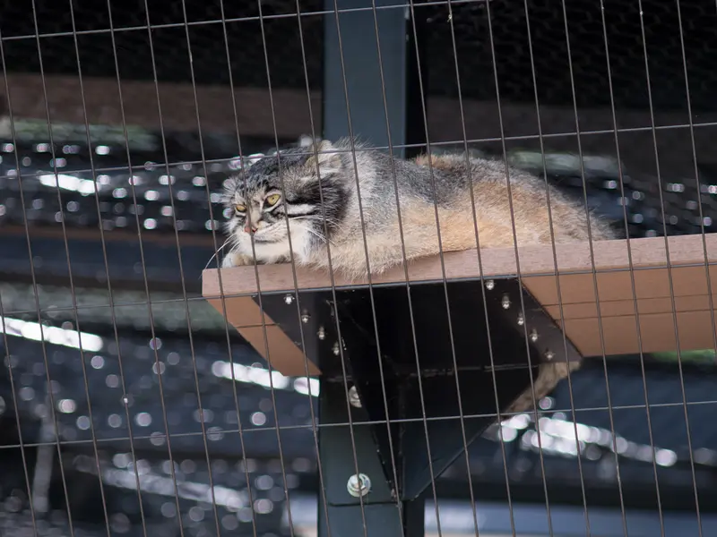 A photograph of Grusha in Asahiyama Zoo