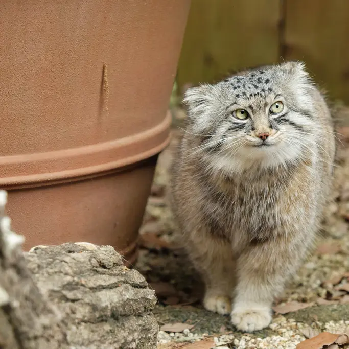 A photograph of Lotos in Saitama Children's Zoo