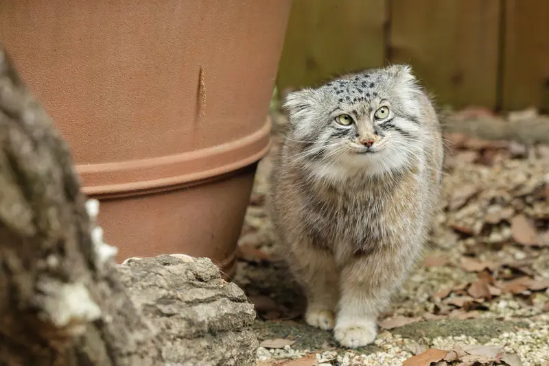A photograph of Lotos in Saitama Children's Zoo