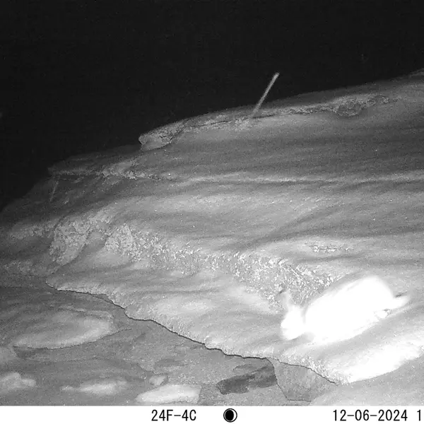 A photograph of Hare from Bektauata 1 camera trap