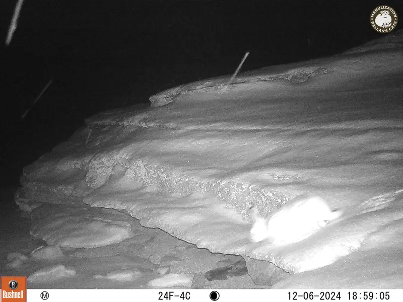 A photograph of Hare from Bektauata 1 camera trap