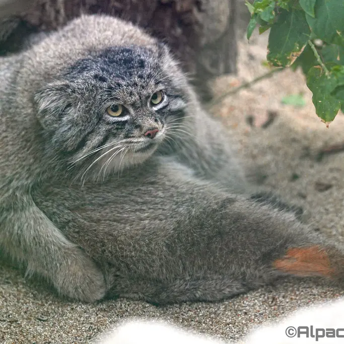 A photograph of Nar in Kobe Animal Kingdom