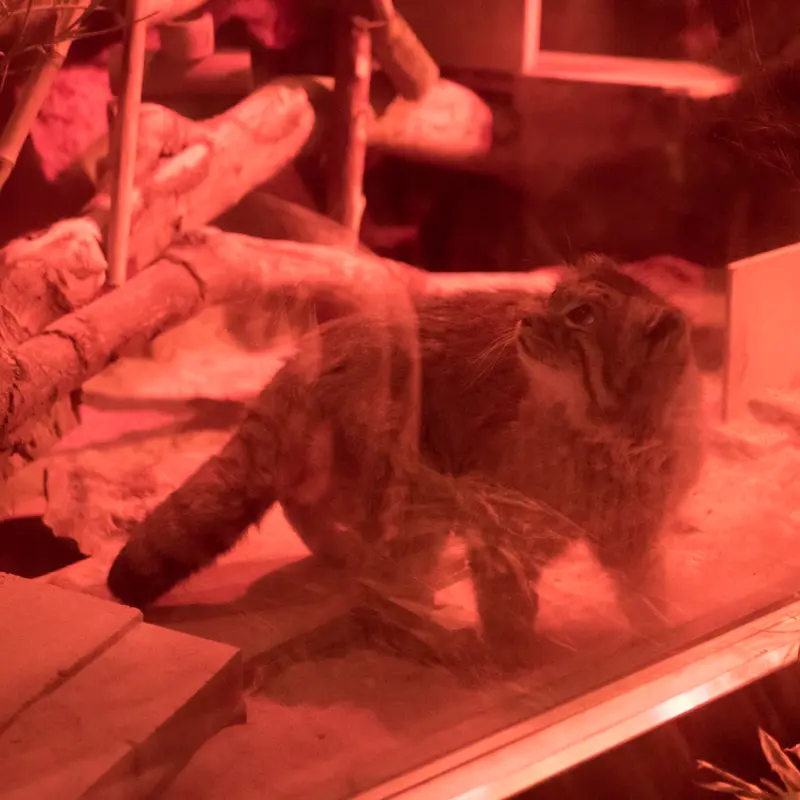 A photograph of Naim in Ueno Zoological Gardens