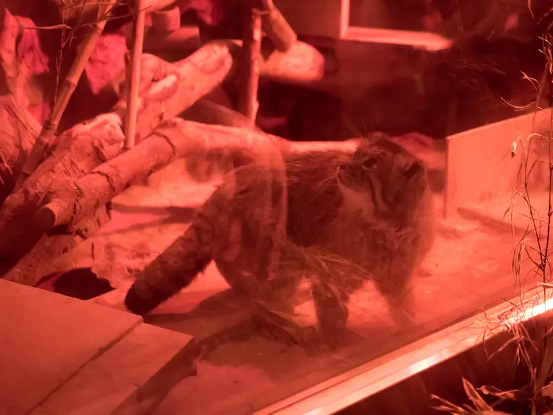 A photograph of Naim in Ueno Zoological Gardens