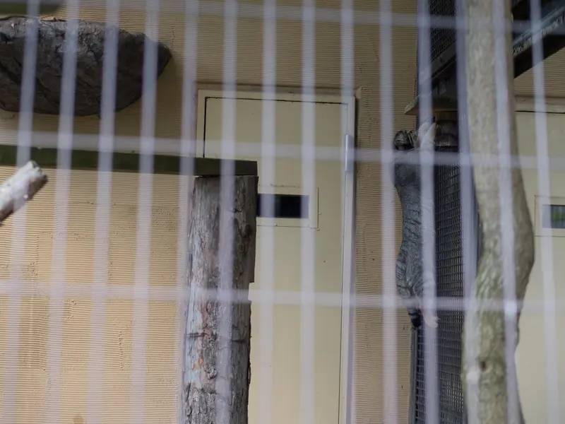 A photograph of Hide in Asahiyama Zoo