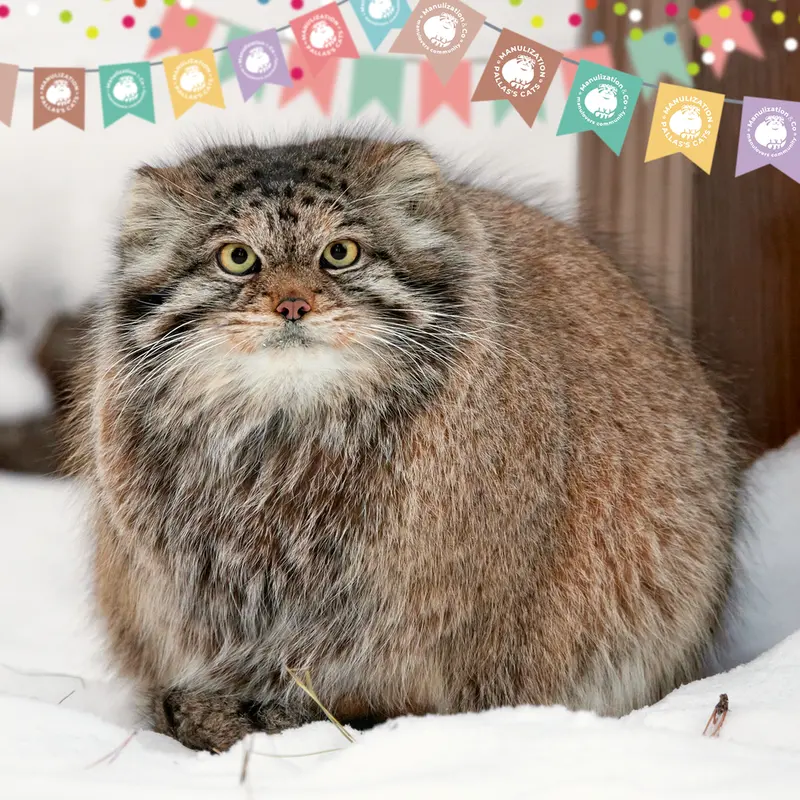 A photograph of a Pallas's cat