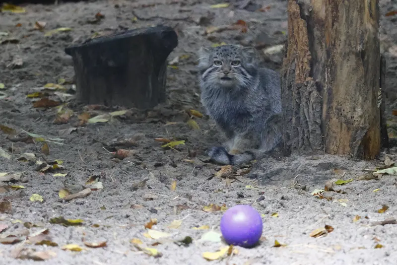 A photograph of a Pallas's cat in Novosibirsk Zoo