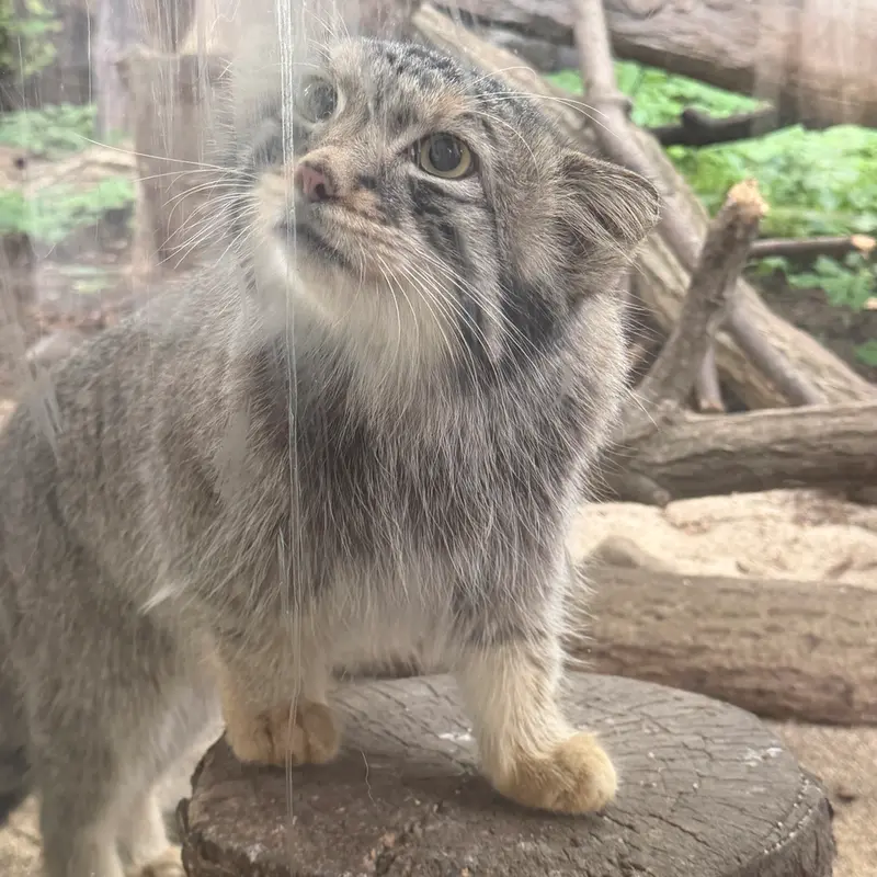 A photograph of Nagomu in Nasu Animal Kingdom