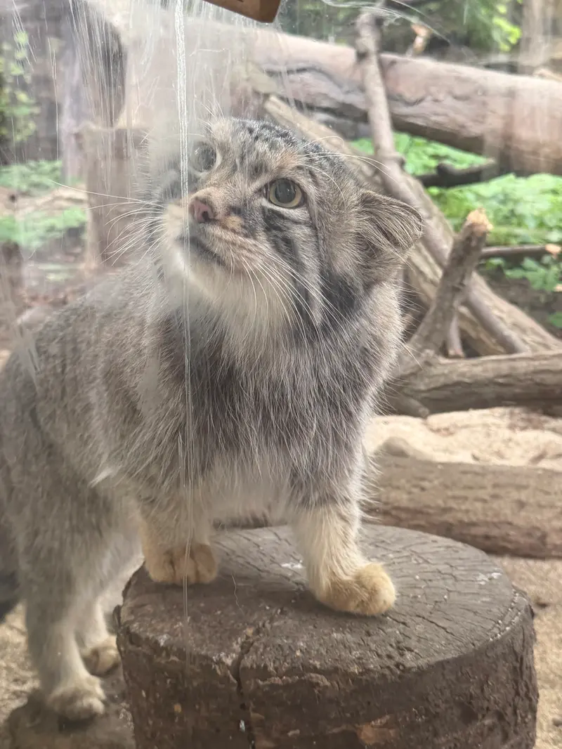 A photograph of Nagomu in Nasu Animal Kingdom