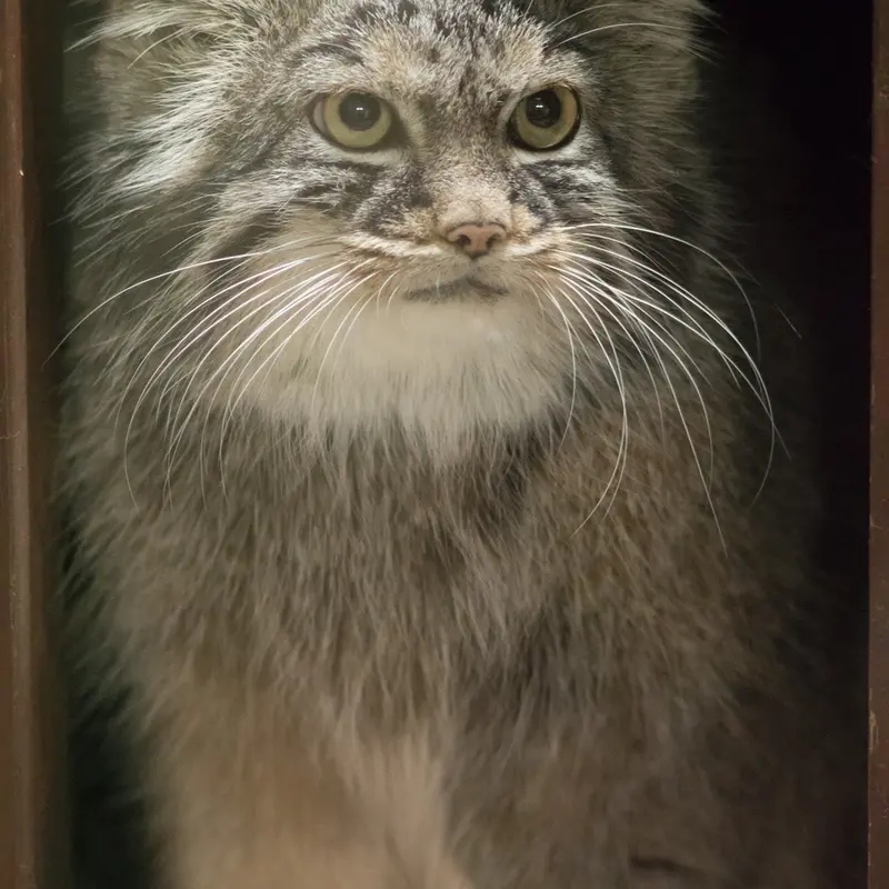 A photograph of Shafran in Ueno Zoological Gardens