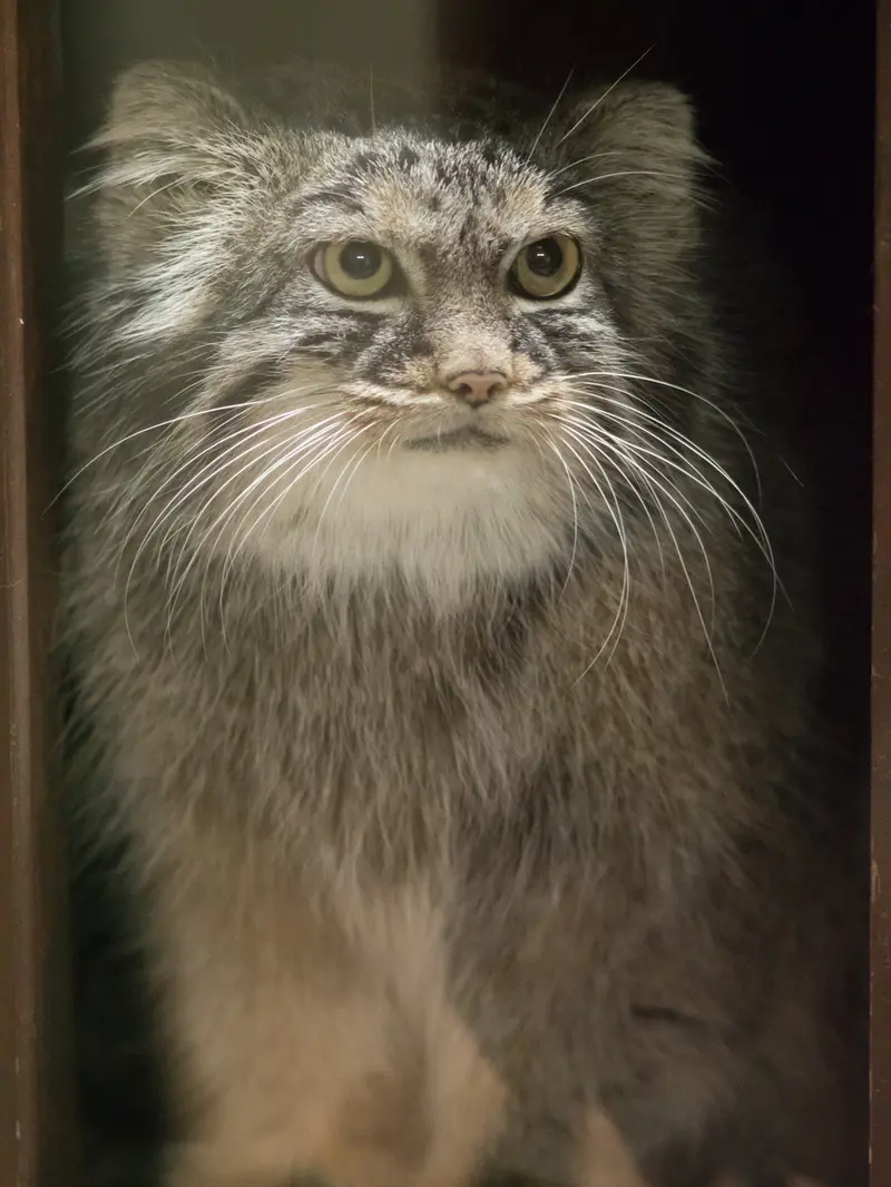 A photograph of Shafran in Ueno Zoological Gardens