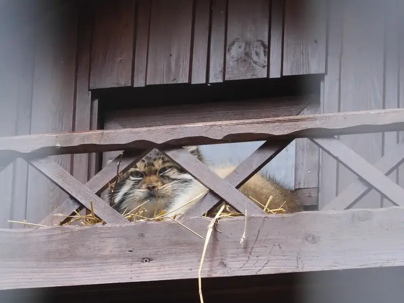 A photograph of Altay in Izhevsk Zoo (Udmurt Zoo)