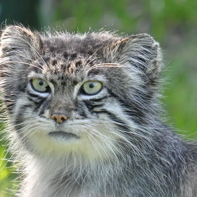 A photograph of a Pallas's cat in Dierenrijk Mierlo