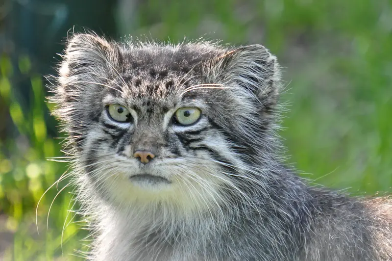 A photograph of a Pallas's cat in Dierenrijk Mierlo